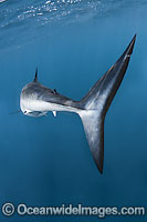 Shortfin Mako Shark underwater Photo - Andy Murch