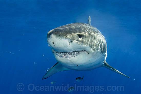 Great White Shark (Carcharodon carcharias). Found throughout the world's oceans mostly in temperate and sometimes warm waters. Protected in South Africa, Namibia, Australia, the USA and Malta. Photo taken Guadalupe Island, Mexico, Eastern Pacific Ocean. Photo - Andy Murch