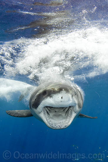Great White Shark (Carcharodon carcharias) underwater. Found throughout the world's oceans. Protected in South Africa, Namibia, Australia, the USA and Malta. Photo taken Guadalupe Island, Mexico, Eastern Pacific Ocean. Photo - Andy Murch Great White Shark (Carcharodon carcharias) underwater. Found throughout the world's oceans. Protected in South Africa, Namibia, Australia, the USA and Malta. Photo taken Guadalupe Island, Mexico, Eastern Pacific Ocean. Photo - Andy Murch