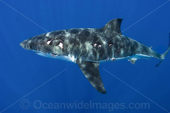 Great White Shark wounded photo