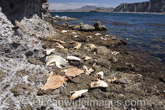 Discarded heads of Pacific Sharpnose Sharks (Rhizoprionodon longurio), Smooth Hammerhead Sharks (Sphyrna zygaena), numerous Guitarfishes and a filleted Butterfly Ray. Mulege, Sea of Cortez, Mexico. Photo - Andy Murch
