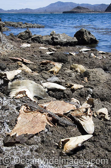 Discarded heads of Pacific Sharpnose Sharks (Rhizoprionodon longurio), Smooth Hammerhead Sharks (Sphyrna zygaena), numerous Guitarfishes and a filleted Butterfly Ray. Mulege, Sea of Cortez, Mexico. Photo - Andy Murch Discarded heads of Pacific Sharpnose Sharks (Rhizoprionodon longurio), Smooth Hammerhead Sharks (Sphyrna zygaena), numerous Guitarfishes and a filleted Butterfly Ray. Mulege, Sea of Cortez, Mexico. Photo - Andy Murch