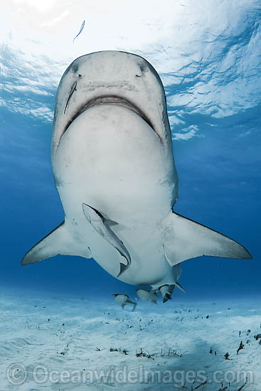 Tiger Shark Galeocerdo cuvier Found in tropical seas with seasonal 