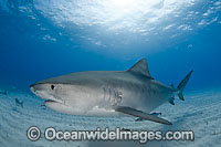 Tiger Shark Galeocerdo cuvier Photo - Andy Murch