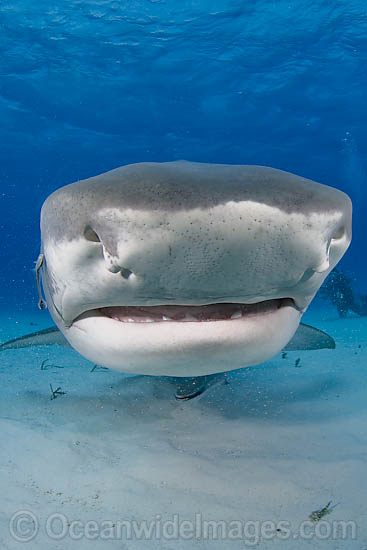 Tiger Shark underwater photo Tiger Shark underwater photo