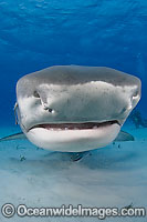 Tiger Shark underwater Photo - Andy Murch