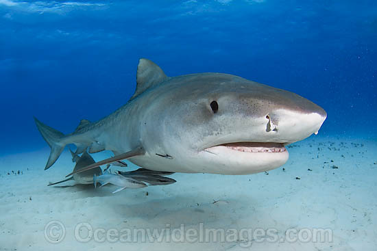 Tiger Shark Galeocerdo cuvier photo