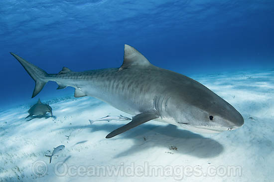 Tiger Shark (Galeocerdo cuvier). Found in tropical seas, with seasonal sightings in warm temperate areas. Photo taken Tiger Beach, Freeport, Bahamas, Atlantic Ocean. Photo - Andy Murch Tiger Shark (Galeocerdo cuvier). Found in tropical seas, with seasonal sightings in warm temperate areas. Photo taken Tiger Beach, Freeport, Bahamas, Atlantic Ocean. Photo - Andy Murch