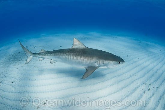 Tiger Shark (Galeocerdo cuvier). Found in tropical seas, with seasonal sightings in warm temperate areas. Photo taken Tiger Beach, Freeport, Bahamas, Atlantic Ocean. Photo - Andy Murch Tiger Shark (Galeocerdo cuvier). Found in tropical seas, with seasonal sightings in warm temperate areas. Photo taken Tiger Beach, Freeport, Bahamas, Atlantic Ocean. Photo - Andy Murch