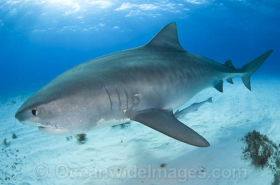 Tiger Shark (Galeocerdo cuvier). Found in tropical seas, with seasonal sightings in warm temperate areas. Photo taken Tiger Beach, Freeport, Bahamas, Atlantic Ocean. Photo - Andy Murch Tiger Shark (Galeocerdo cuvier). Found in tropical seas, with seasonal sightings in warm temperate areas. Photo taken Tiger Beach, Freeport, Bahamas, Atlantic Ocean. Photo - Andy Murch