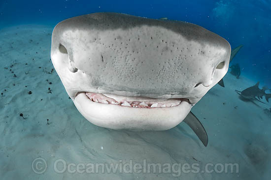 Tiger Shark underwater photo Tiger Shark underwater photo