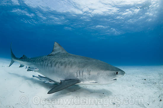 Tiger Shark Galeocerdo cuvier Found in tropical seas with seasonal 