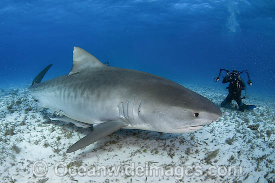 Tiger Shark (Galeocerdo cuvier). Found in tropical seas, with seasonal sightings in warm temperate areas. Photo taken Tiger Beach, Freeport, Bahamas, Atlantic Ocean. Photo - Andy Murch Tiger Shark (Galeocerdo cuvier). Found in tropical seas, with seasonal sightings in warm temperate areas. Photo taken Tiger Beach, Freeport, Bahamas, Atlantic Ocean. Photo - Andy Murch