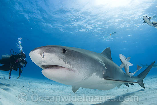 Tiger Shark (Galeocerdo cuvier). Found in tropical seas, with seasonal sightings in warm temperate areas. Photo taken Tiger Beach, Freeport, Bahamas, Atlantic Ocean. Photo - Andy Murch Tiger Shark (Galeocerdo cuvier). Found in tropical seas, with seasonal sightings in warm temperate areas. Photo taken Tiger Beach, Freeport, Bahamas, Atlantic Ocean. Photo - Andy Murch