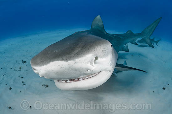 Tiger Shark Galeocerdo cuvier photo