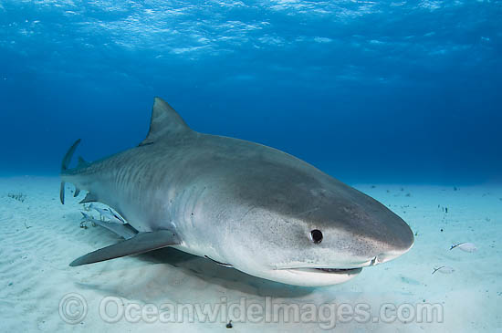 Tiger Shark (Galeocerdo cuvier). Found in tropical seas, with seasonal sightings in warm temperate areas. Photo taken Tiger Beach, Freeport, Bahamas, Atlantic Ocean. Photo - Andy Murch Tiger Shark (Galeocerdo cuvier). Found in tropical seas, with seasonal sightings in warm temperate areas. Photo taken Tiger Beach, Freeport, Bahamas, Atlantic Ocean. Photo - Andy Murch
