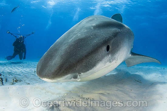 Tiger Shark underwater photo Tiger Shark underwater photo