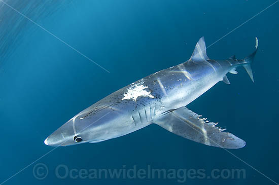 Blue Shark Blue Whaler photo