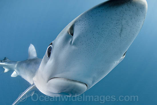 Blue Shark Prionace glauca Blue Whaler photo