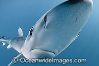 Blue Shark Prionace glauca Blue Whaler Photo - Andy Murch