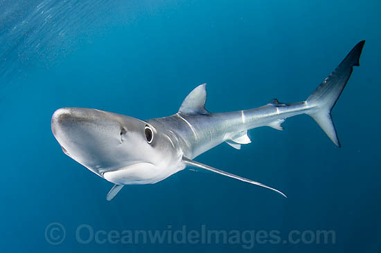 Blue Shark Blue Whaler photo