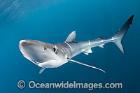 Blue Shark Blue Whaler Photo - Andy Murch
