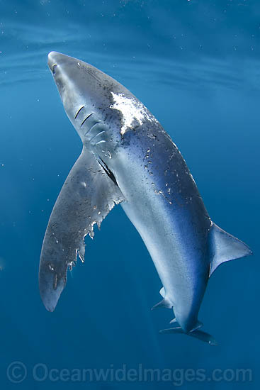 Wounded Blue Shark Prionace glauca probably a victim of another larger Wounded Blue Shark Prionace glauca probably a victim of another larger