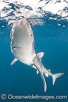 Blue Shark Photo - Andy Murch