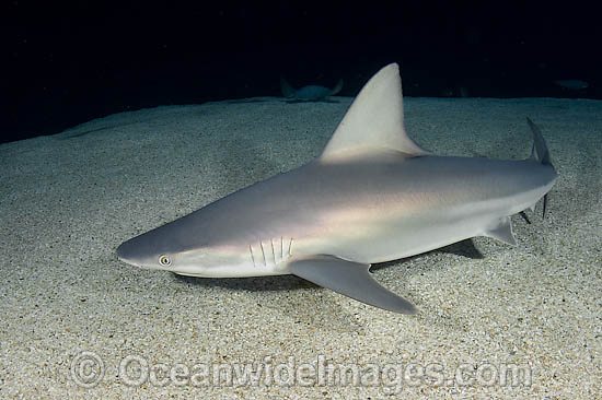 Sandbar Shark photo