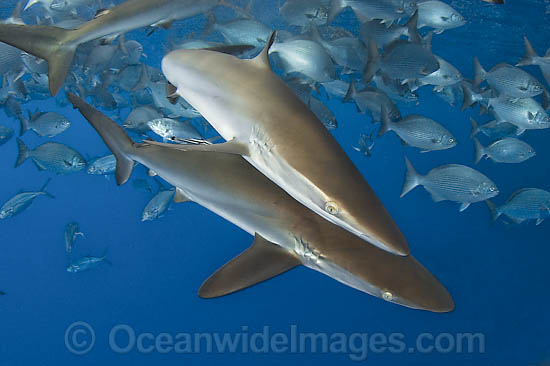 Silky Shark photo