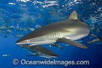 Silky Shark Carcharhinus falciformis Photo - Andy Murch