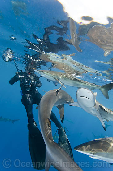 Silky Shark photo