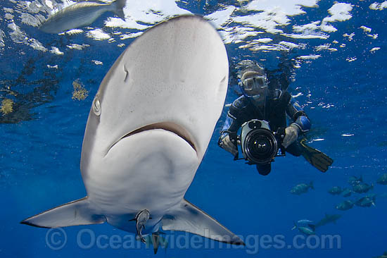 Silky Shark Carcharhinus falciformis photo