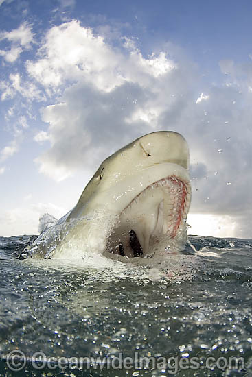 Lemon Shark jaws on surface photo Lemon Shark jaws on surface photo