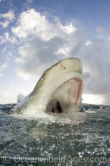 Lemon Shark jaws on surface photo