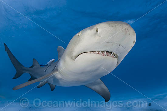 Lemon Shark underwater photo