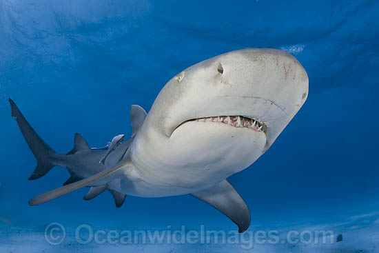 Lemon Shark underwater photo Lemon Shark underwater photo
