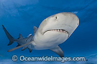 Lemon Shark underwater Photo - Andy Murch