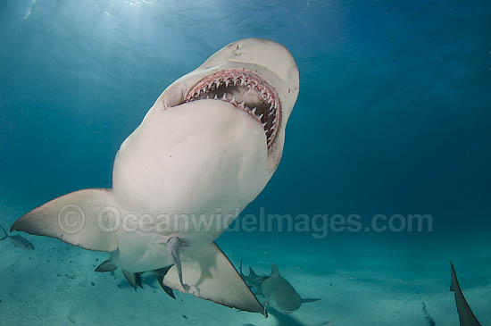 Lemon shark (Negaprion brevirostris). Found in the tropical western Atlantic from New Jersey to southern Brazil, and in the north eastern Atlantic off west Africa. Photo taken northern Bahamas, Atlantic Ocean. Photo - Andy Murch Lemon shark (Negaprion brevirostris). Found in the tropical western Atlantic from New Jersey to southern Brazil, and in the north eastern Atlantic off west Africa. Photo taken northern Bahamas, Atlantic Ocean. Photo - Andy Murch