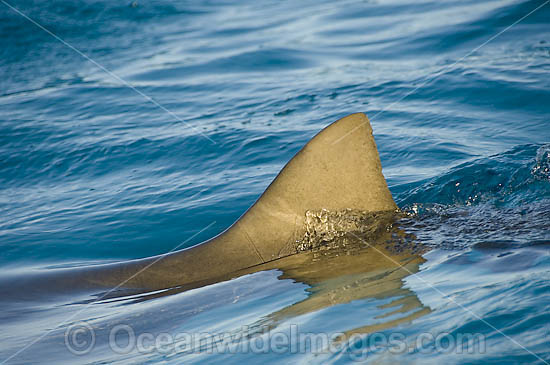 Lemon Shark fin at surface photo
