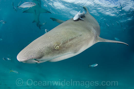 Lemon Shark Negaprion brevirostris photo Lemon Shark Negaprion brevirostris photo