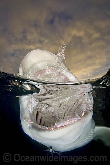 Lemon shark (Negaprion brevirostris). Found in the tropical western Atlantic from New Jersey to southern Brazil, and in the north eastern Atlantic off west Africa. Photo taken northern Bahamas, Atlantic Ocean. Photo - Andy Murch Lemon shark (Negaprion brevirostris). Found in the tropical western Atlantic from New Jersey to southern Brazil, and in the north eastern Atlantic off west Africa. Photo taken northern Bahamas, Atlantic Ocean. Photo - Andy Murch