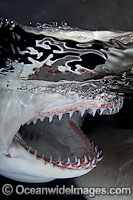 Lemon Shark Negaprion brevirostris jaws Photo - Andy Murch