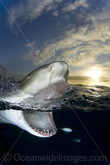 Lemon shark (Negaprion brevirostris). Found in the tropical western Atlantic from New Jersey to southern Brazil, and in the north eastern Atlantic off west Africa. Photo taken northern Bahamas, Atlantic Ocean. Photo - Andy Murch