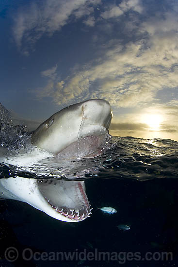 Lemon shark (Negaprion brevirostris). Found in the tropical western Atlantic from New Jersey to southern Brazil, and in the north eastern Atlantic off west Africa. Photo taken northern Bahamas, Atlantic Ocean. Photo - Andy Murch Lemon shark (Negaprion brevirostris). Found in the tropical western Atlantic from New Jersey to southern Brazil, and in the north eastern Atlantic off west Africa. Photo taken northern Bahamas, Atlantic Ocean. Photo - Andy Murch