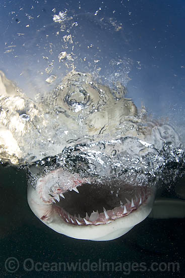Lemon shark (Negaprion brevirostris). Found in the tropical western Atlantic from New Jersey to southern Brazil, and in the north eastern Atlantic off west Africa. Photo taken northern Bahamas, Atlantic Ocean. Photo - Andy Murch Lemon shark (Negaprion brevirostris). Found in the tropical western Atlantic from New Jersey to southern Brazil, and in the north eastern Atlantic off west Africa. Photo taken northern Bahamas, Atlantic Ocean. Photo - Andy Murch