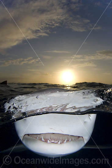Lemon Shark jaws under surface at sunset photo
