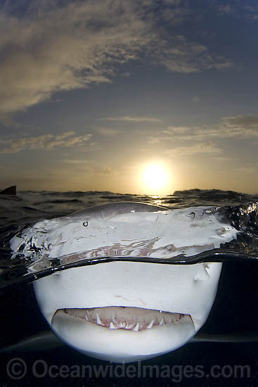 Lemon Shark jaws under surface at sunset photo