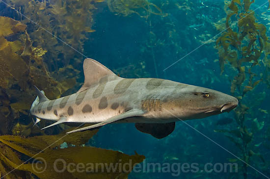 Leopard Shark Triakis semifasciata photo