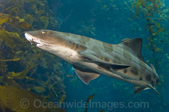 Leopard Shark (Triakis semifasciata). Found in eastern Pacific Ocean, occurring in waters off the coast of Oregon, south to the Gulf of California, Mexico. Photo taken in California, USA Photo - Andy Murch Leopard Shark (Triakis semifasciata). Found in eastern Pacific Ocean, occurring in waters off the coast of Oregon, south to the Gulf of California, Mexico. Photo taken in California, USA Photo - Andy Murch